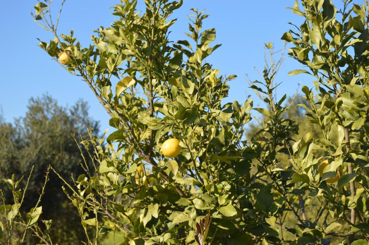 Quinta Das Figueiras Vila Nova de Cacela Ngoại thất bức ảnh